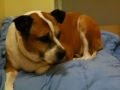 Bulldog del Valle video