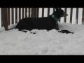 videos de Greyhound (Cofax) having fun in snow 12 2 08 pt 4
