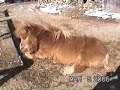 Our pony, our love-Knicky Our pony, our love-Knicky