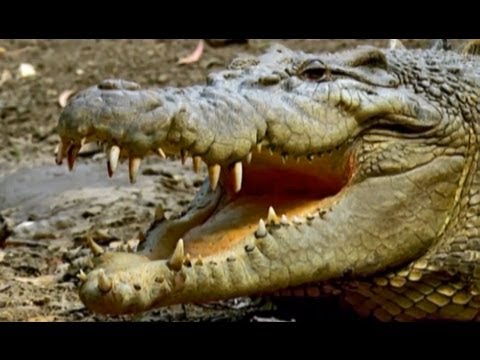 wildlife - Dressing up the latest fashion, taste exotic foods, walking for fitness, swimming or floating in the water ... are not human exclusive actions. The animal wo...
