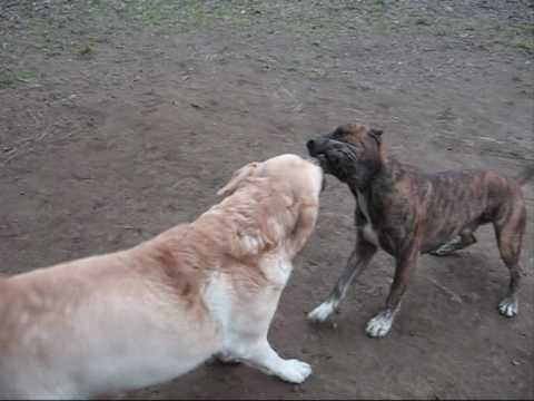 YouTube Трейлер