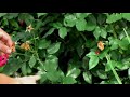 Deadheading Roses and Perennial Plants - Flower Gardens