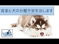 Soothing Sounds to Help Dogs  Suffering with Separation Anxiety