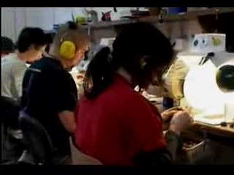 Baltic Amber: The Living Gemstone Part 3