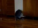 Lublu y el Pan