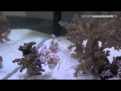 shrimps - FACEBOOK: http://www.facebook.com/DefiniteAquascapeTV YOUTUBE: http://www.youtube.com/DefiniteAquascapeTV PAGE: http://definiteaquascape.tv Exhibition of sal...