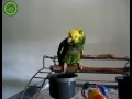Parrot Imitates Crying Baby