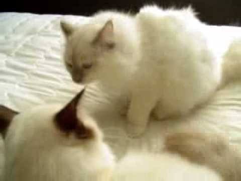 Playtime