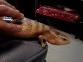 (Blue Tongued Skink) (Tanimbar Island)????14\"?.????????? (Blue Tongued Skink) (Tanimbar Island)????14\"?.?????????