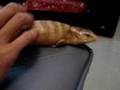(Blue Tongued Skink) (Tanimbar Island)又買咗條14長.塔宇霸島藍舌石龍子