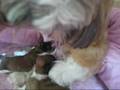 Ginny's Shichon Puppies - 3 days old