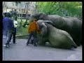 Circus Reality