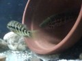 Jaguar cichlids tending eggs