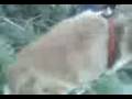 videos de Catmania