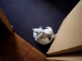 maltes v/s gato(algo mas)