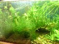 muito legal este video, a começar pela definição. lindas imagens de um aquario plantado com ciclideos e anabantideos...fauna 2 oscars, um pequenino que não aparece no video, 1 tricogaster azul, 2 jack dempseys, 1 baijador, 1 tilápia e um cascudo. Flora: bacopa monieri, valisnéria,alódeas, amazonenses com uma haste com quatro brotos,musgo de java que esta tomando conta do aquario 