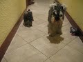 Schnauzer miniatura con mes y medio
