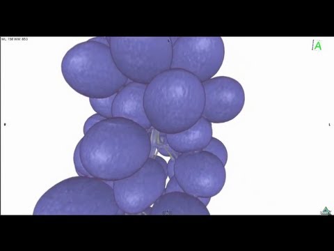 how to grow grapes in ct