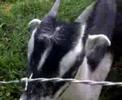 Casa Mariposa - Goats Casa Mariposa - Goats
