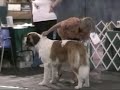 NE St. Bernard Club specialty Bitch Class part1 AM 2008 NE St. Bernard Club specialty Bitch Class part1 AM 2008