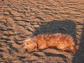 Siska and dead fish 1.wmv