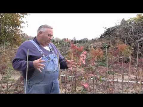 how to transplant a rose of sharon