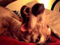 Crazy Greyhound \"Blaze - Are you passed out?\"