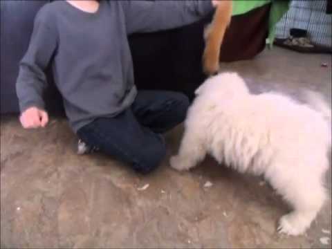 Cleo Playing With Ben!