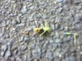 wasp killing a grasshopper wasp killing a grasshopper