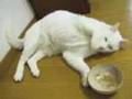 またたびもらって嬉しいにゃ