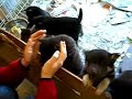 Shiba-inu Friendly Shiba-inu Friendly