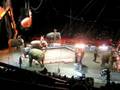 videos de RINGLING ELEPHANTS PERFORM