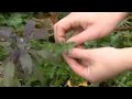 Urban Foraging In Portland Oregon