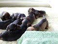 Harbour Deep Dachshie Pups