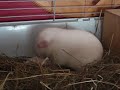 Guinea pig giving birth Guinea pig giving birth