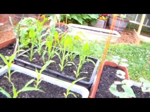 how to apply azomite to garden