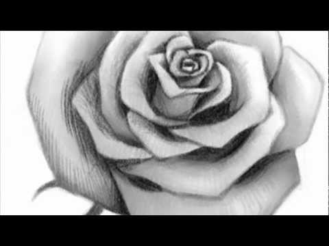 How to Draw an Open Rose
