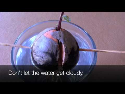 how to grow avocado from seed