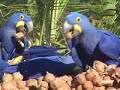 Macaw Breeders Podcast #7