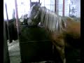 Silver Lady I Will Always Love You