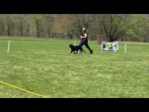 one rottweiler
