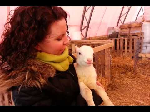 giomog - 