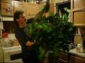 videos de Worm Casting # 2 (what worm castings can do for your house p