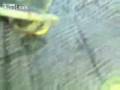 unidentified creature found in Russia