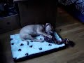 lucifer-10-weeks-old-rednose-pitbull.html