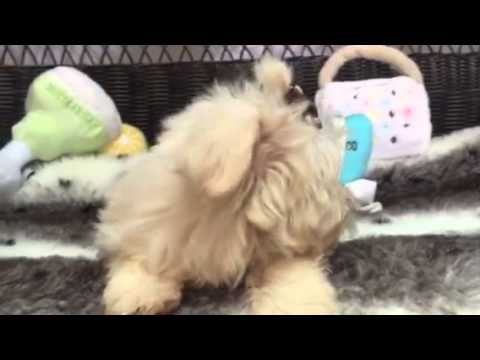 Beautiful white Havanese girl!