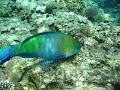 Parrot Fish Chasecam