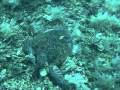 SCUBA Diving in Indonesia (Gili Air, Gili Meno) with TimeOuts Sport Wipes