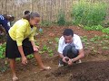 projeto adubo orgânico e horta