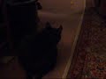 The Difference Between Dogs And Cats Pt. 2